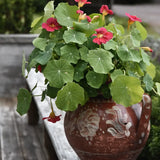 Nastratium 'Jewel Cherry Rose'