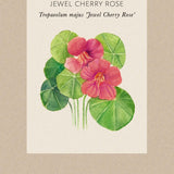 Nastratium 'Jewel Cherry Rose'