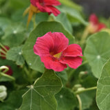 Nastratium 'Jewel Cherry Rose'