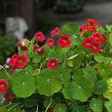 Nastratium 'Jewel Cherry Rose'