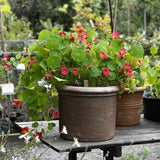 Nastratium 'Jewel Cherry Rose'