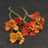 Nasturtium 'Phoenix'