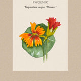Nasturtium 'Phoenix'