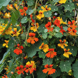 Nasturtium 'Phoenix'