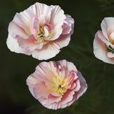 California Poppy 'Thai Silk Appleblossom Chiffon'