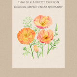 California Poppy 'Thai Silk Apricot Chiffon'