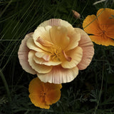 California Poppy 'Thai Silk Apricot Chiffon'