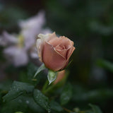 Floribunda Rose 'Mokarosa' Bare-root