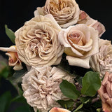 Floribunda rose Rallye des Gazelles® (bare-root)