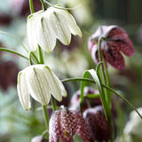 Fritillaria meleagris Mix