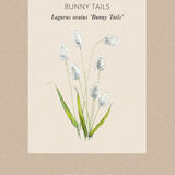Hare's-Tail