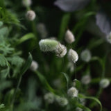 Hare's-Tail