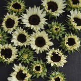 Sunflower 'Pro Cut White Nite'