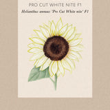 Sunflower 'Pro Cut White Nite'