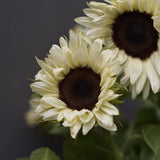 Sunflower 'Pro Cut White Nite'
