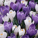 Crocus 'Blue Ice mix'