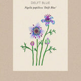 Love-in-a-Mist 'Delft Blue'