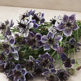 Love-in-a-Mist 'Delft Blue'