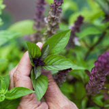 Basil 'Cinnamon'