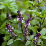 Basil 'Cinnamon'