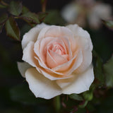 Climbing Rose 'Penny Lane' Bare-root