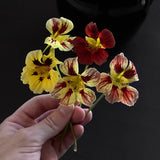Nasturtium 'Bloody Mary'