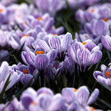 Crocus 'Pickwick'