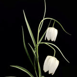 Fritillaria meleagris 'Alba'