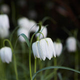 Fritillaria meleagris 'Alba'