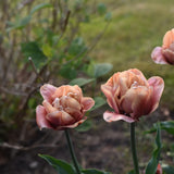 Tulip 'La Belle Epoque'