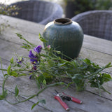 Sweet Pea 'Joyce Stanton'