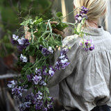 Sweet Pea 'Nimbus'