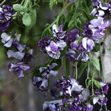 Sweet Pea 'Nimbus'