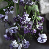 Sweet Pea 'Nimbus'