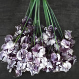 Sweet Pea 'Nimbus'