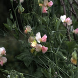 Sweet Pea 'Spring Sunshine Champagne'