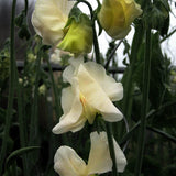 Sweet Pea 'Spring Sunshine Cream'
