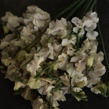 Sweet Pea 'Spring Sunshine Cream'
