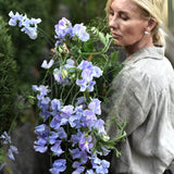 Sweet Pea 'Spring Sunshine Light Blue'