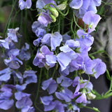 Sweet Pea 'Spring Sunshine Light Blue'