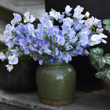 Sweet Pea 'Spring Sunshine Light Blue'