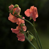 Sweet Pea 'Spring Sunshine Orange'