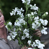 Sweet Pea 'Spring Sunshine White'