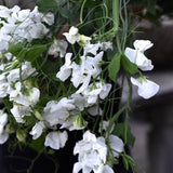 Sweet Pea 'Spring Sunshine White'