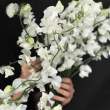 Sweet Pea 'Spring Sunshine White'