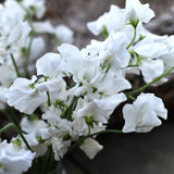 Sweet Pea 'Spring Sunshine White'