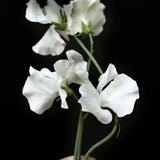 Sweet Pea 'Spring Sunshine White'