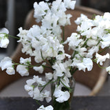 Sweet Pea 'Spring Sunshine White'