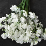 Sweet Pea 'Spring Sunshine White'