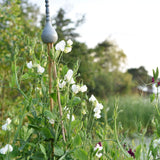 Sweet Pea 'White Frills'
